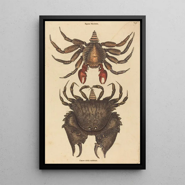 the Crab Rock Motté Red Cancer grapsus - Mark Catesby — framed artwork on a wall