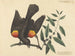 The Red-winged Blackbird - Mark Catesby — artwork view