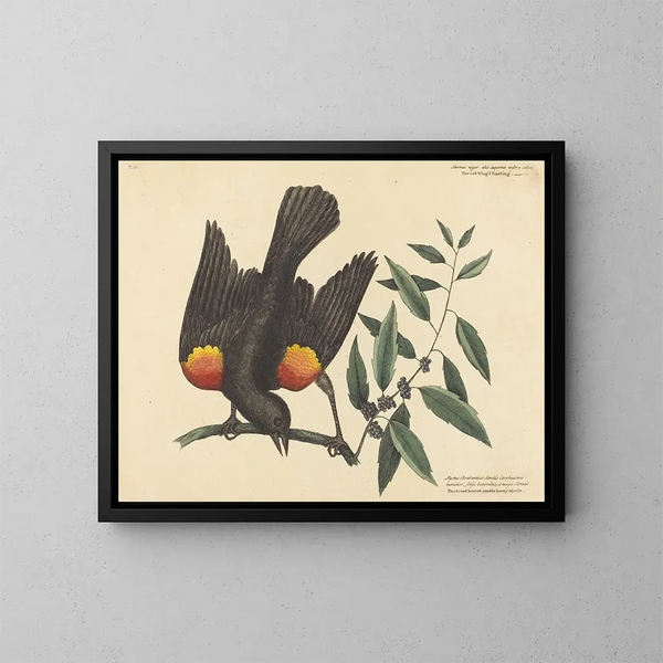 The Red-winged Blackbird - Mark Catesby — framed artwork on a wall