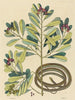 The Ribbon Snake Coluber saurita - Mark Catesby — artwork view