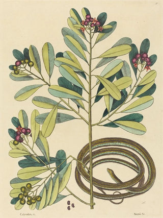 Mark Catesby - The Ribbon Snake Coluber saurita.webp