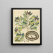 The Ribbon Snake Coluber saurita - Mark Catesby — framed artwork on a wall