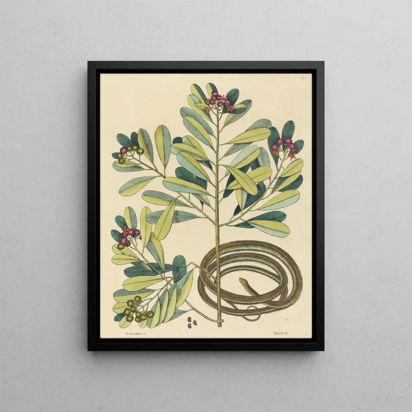 The Ribbon Snake Coluber saurita - Mark Catesby — framed artwork on a wall