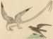 The rice paddy bunting - Mark Catesby — artwork view