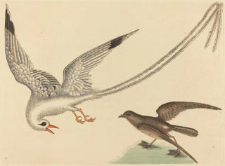 The rice paddy bunting - Mark Catesby — artwork view