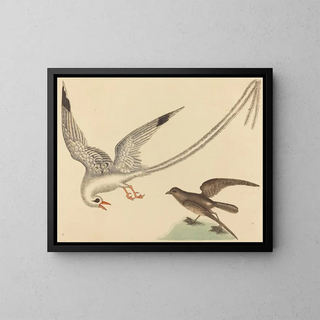 The rice paddy bunting - Mark Catesby — framed artwork on a wall