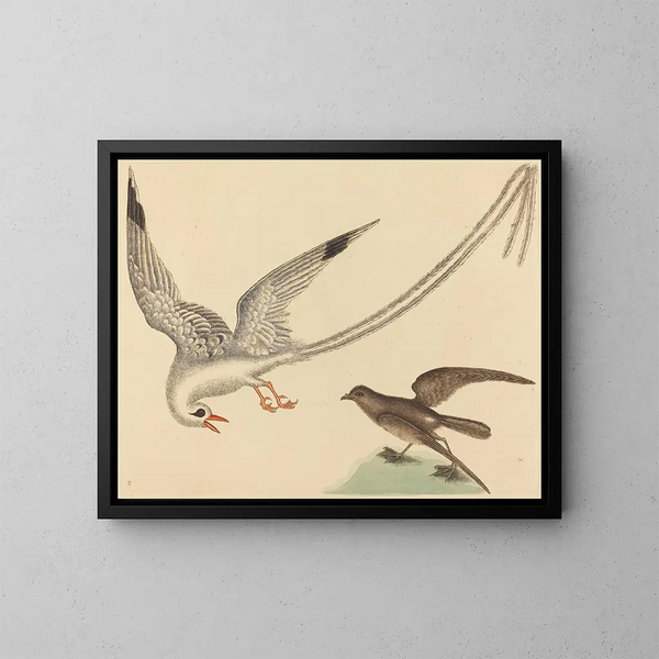 The rice paddy bunting - Mark Catesby — framed artwork on a wall
