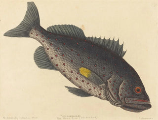 The venomous pike - Mark Catesby — artwork view