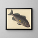 The venomous pike - Mark Catesby — framed artwork on a wall