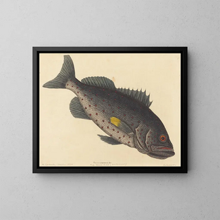 The venomous pike - Mark Catesby — framed artwork on a wall