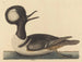 The Hooded Duck - Mark Catesby — artwork view