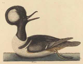 The Hooded Duck - Mark Catesby — artwork view