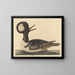 The Hooded Duck - Mark Catesby — framed artwork on a wall