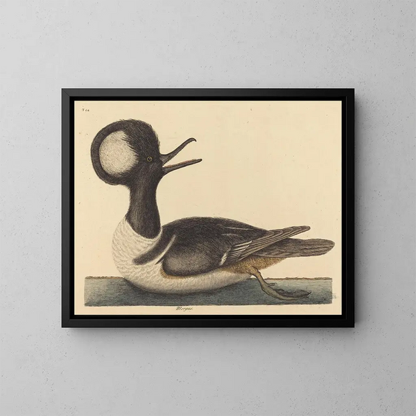 The Hooded Duck - Mark Catesby — framed artwork on a wall