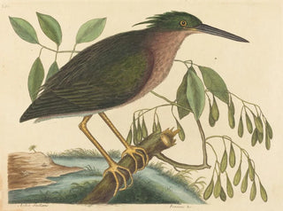 Le petit butor - Mark Catesby — artwork view