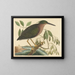 Le petit butor - Mark Catesby — framed artwork on a wall
