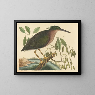 Le petit butor - Mark Catesby — framed artwork on a wall