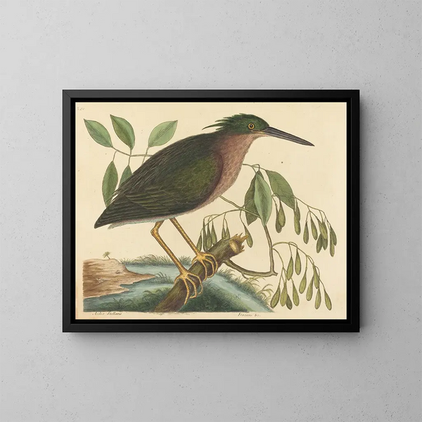 Le petit butor - Mark Catesby — framed artwork on a wall