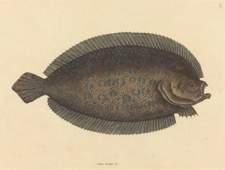 The sole Pleuronectes lunatus - Mark Catesby — artwork view