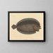 The sole Pleuronectes lunatus - Mark Catesby — framed artwork on a wall