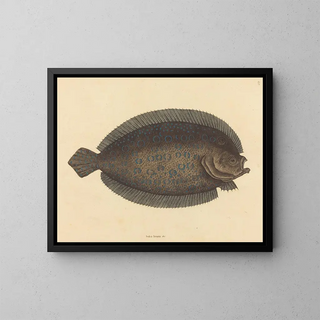 The sole Pleuronectes lunatus - Mark Catesby — framed artwork on a wall