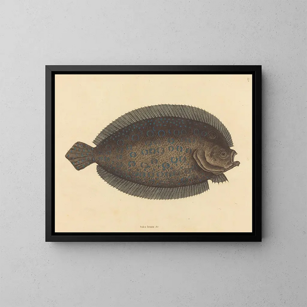 The sole Pleuronectes lunatus - Mark Catesby — framed artwork on a wall