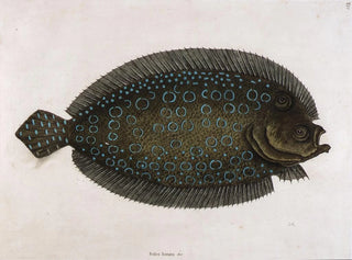 The sole moonlit - Mark Catesby — artwork view