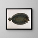 The sole moonlit - Mark Catesby — framed artwork on a wall