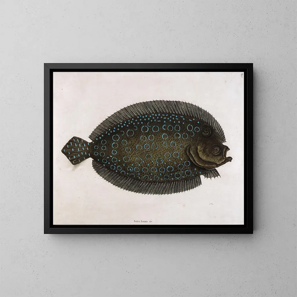 The sole moonlit - Mark Catesby — framed artwork on a wall
