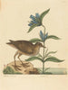 Le Soree Rallus virginianus - Mark Catesby — artwork view