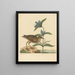 Le Soree Rallus virginianus - Mark Catesby — framed artwork on a wall