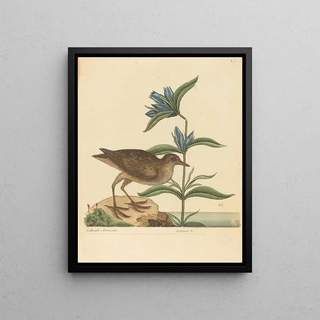 Mark Catesby - The Soree Rallus Virginianus.webp
