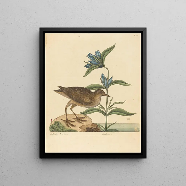 Le Soree Rallus virginianus - Mark Catesby — framed artwork on a wall