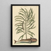 The Sucker Fish Echeneis naucratis - Mark Catesby — framed artwork on a wall