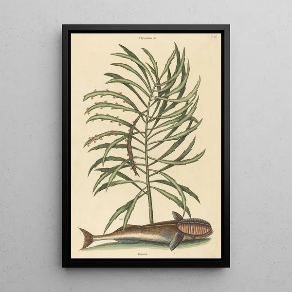 The Sucker Fish Echeneis naucratis - Mark Catesby — framed artwork on a wall