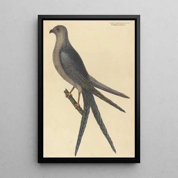 The Swallow-tailed Hawk Falco furcatus - Mark Catesby — framed artwork on a wall