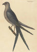 The Swallow-tailed Hawk Falco furcatus - Mark Catesby — artwork view