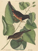 Le Towhe (Fringilla erythrophthalma) - Mark Catesby — artwork view