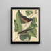 Le Towhe (Fringilla erythrophthalma) - Mark Catesby — framed artwork on a wall