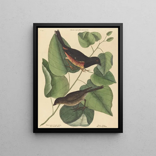 Mark Catesby - The Towhe Bird Fringilla erythrophthalma.webp