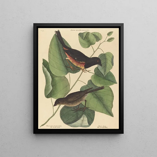 Le Towhe (Fringilla erythrophthalma) - Mark Catesby — framed artwork on a wall