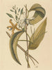 La vanille Epidendrum vanelloe - Mark Catesby — artwork view