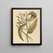 La vanille Epidendrum vanelloe - Mark Catesby — framed artwork on a wall