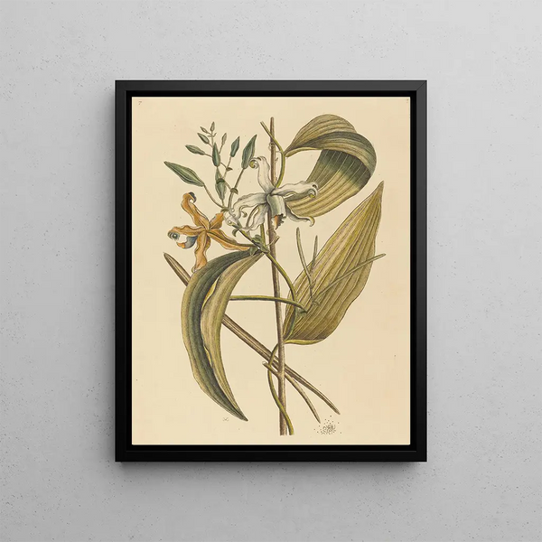 La vanille Epidendrum vanelloe - Mark Catesby — framed artwork on a wall
