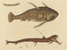 The Viper-mouth Catfish - Mark Catesby — artwork view