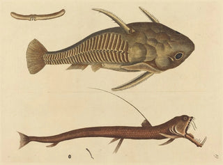 The Viper-mouth Catfish - Mark Catesby — artwork view