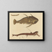 The Viper-mouth Catfish - Mark Catesby — framed artwork on a wall
