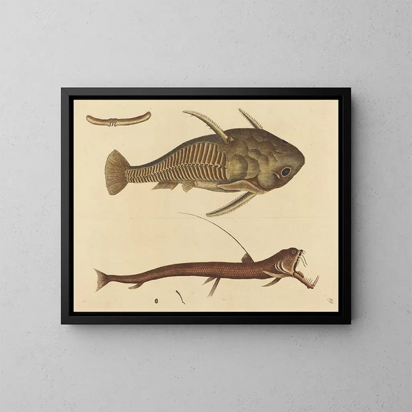 The Viper-mouth Catfish - Mark Catesby — framed artwork on a wall