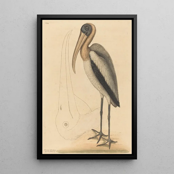 The Pelican of the Woods Tantalus Loculator - Mark Catesby — framed artwork on a wall
