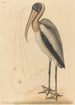 The Pelican of the Woods Tantalus Loculator - Mark Catesby — artwork view